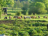 Unsere Isis im Sommer